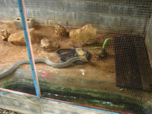 Королевская кобра